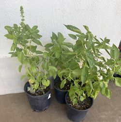 Basil 🌿 Or Albacar Plans $12 Each Price Firm 