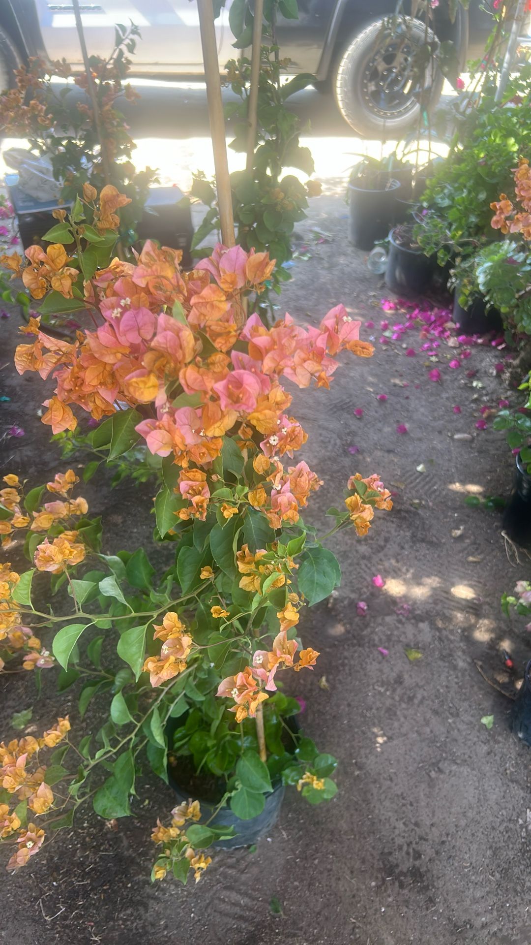 Bougainvillea Plant