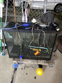 40g Fish Tank