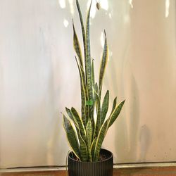 Indoor Mother-in-Law or Snake Plant