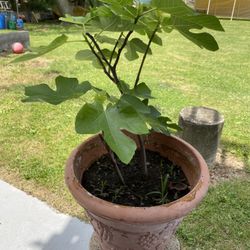 Plant (Anjeer/fig) With Pot 