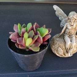 SUCCULENT PLANT SALE THIS SATURDAY. NOON TIL  5PM