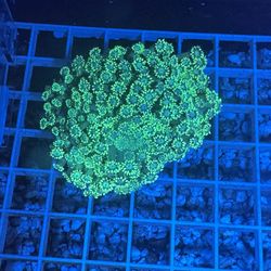 Saltwater Reef Fish Tank Aquarium Fake Decorations 