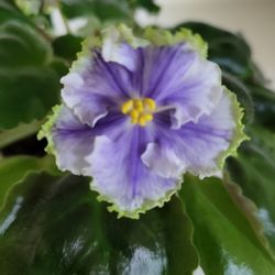 Fancy Flowering African Violet 