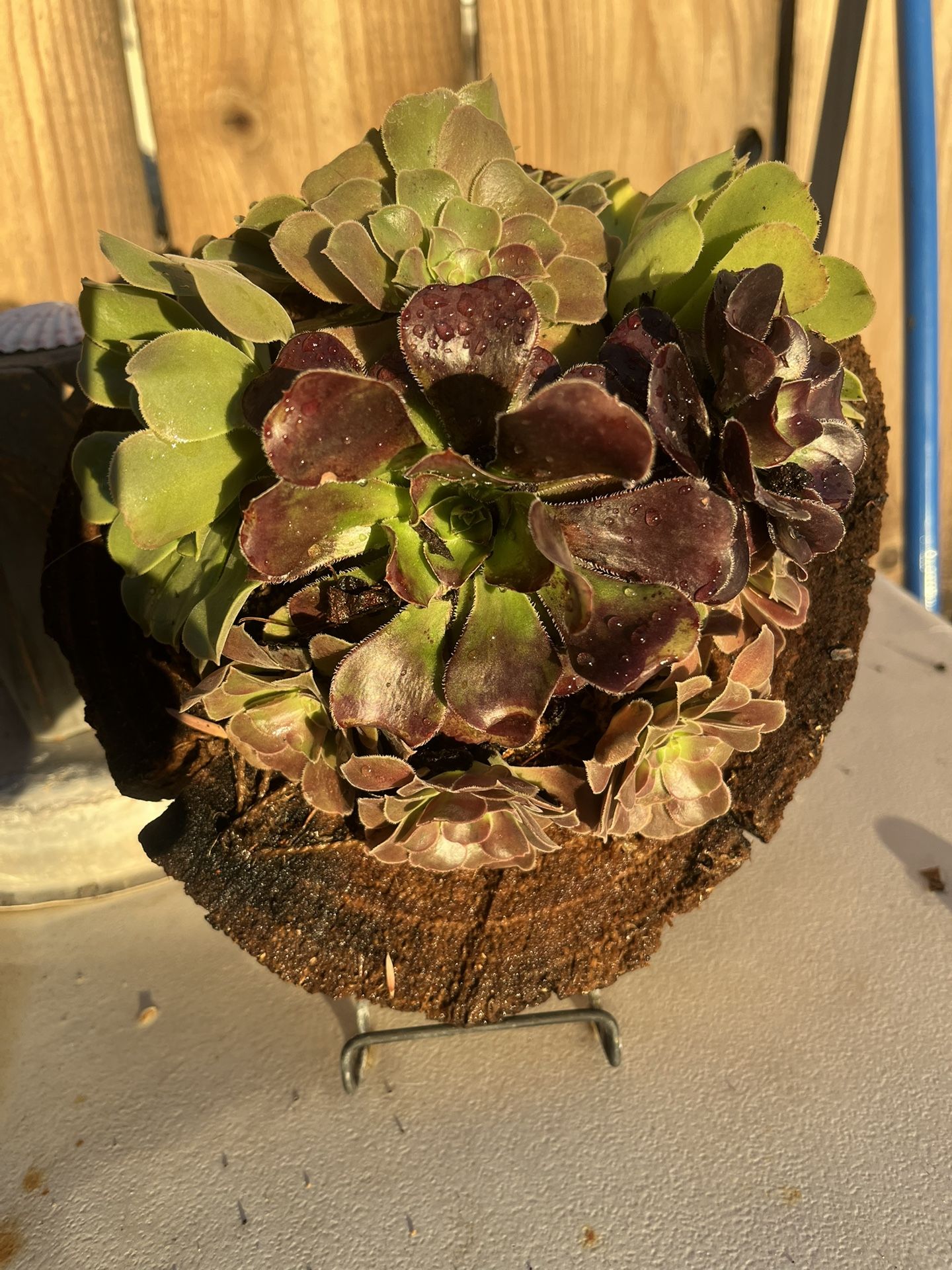 Succulent Arrangement
