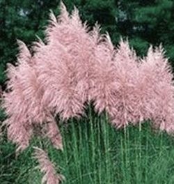 Pink Pampas Grass Plug Lot Of 10 Plants.