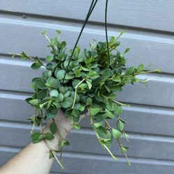 6” Peperomia Hope
