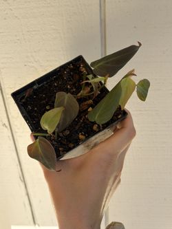 Micans Philodendron Houseplant