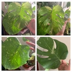 🌿✨ NOW OPEN: Your New Favorite Plant Shop! ✨🌿