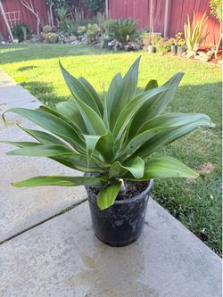 Foxtail Agave Plant – Healthy Potted Succulent