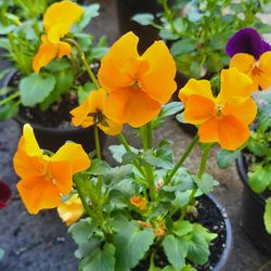 Orange And Yellow Bicolor Viola Flower Plants! Perrennial Vareity! Several Colors Available!