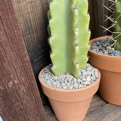 Cereus Jamacaru Cactus Cutting In 4 -5 inch Pot