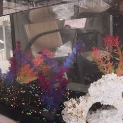 Fish Tank 