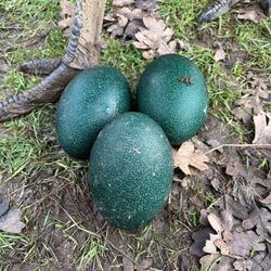 Eggs
