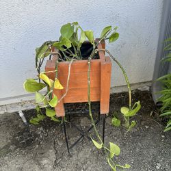 Cedar pot with plant