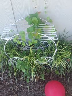 Plant Holder $25.00 cash only (serious buyers)
