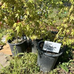 Plants