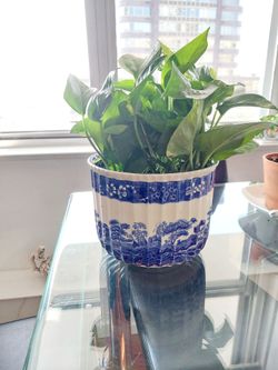 Green healthy plant in a beautiful ceramic planter.