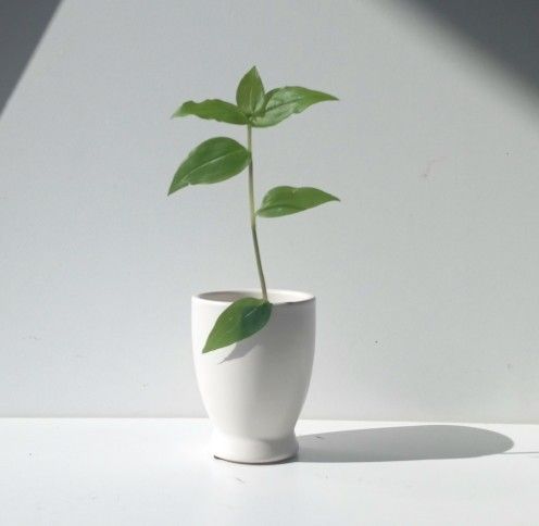 Lush Trailing Tradescantia Global Green Plant/ House Plant/ Indoor Plant Flower Patio Garden