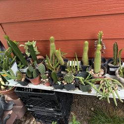 Cactus Diferentes a $5 Cada Uno 
