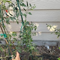 Spicy Pepper Tree $10