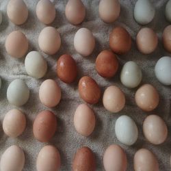 Fresh Eggs