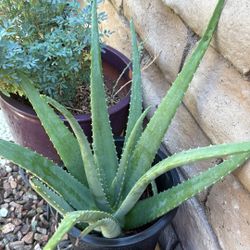 Savila - Aloe  Vera Plant For Sale (Pick up only) 