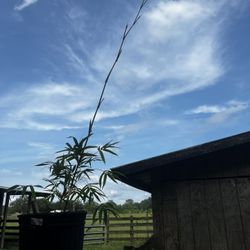 Bambusa Malingensis Mature Plant