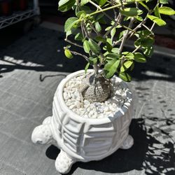 Fockea Edulis Plant