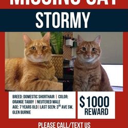 Missing Cat -- STORMY