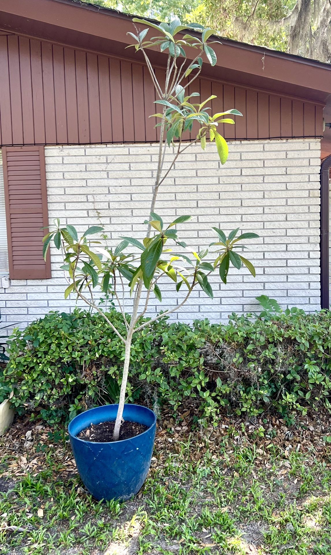 Beautiful 9 1/2 Ft Tall Loquat Tree