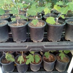 Black Mission Fig Fruit Tree - 1 Gallon