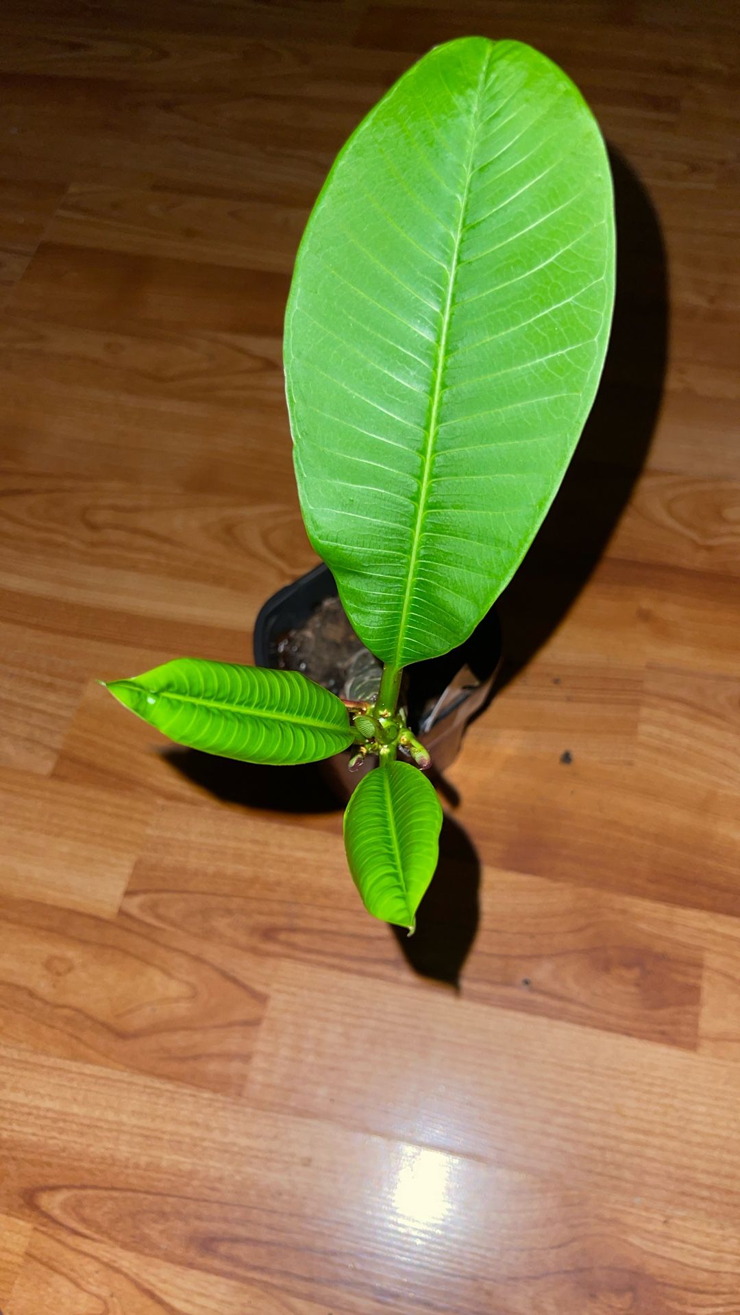 Plumeria Plant Pink Color