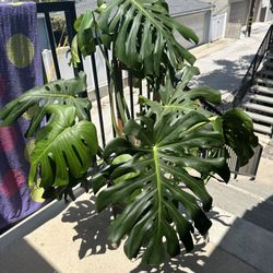 House Plant