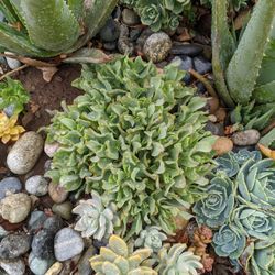 Succulent Plant Cuttings