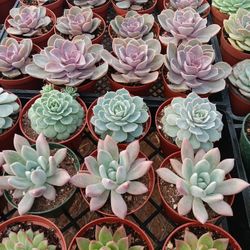 Succulent Plants. Cactus