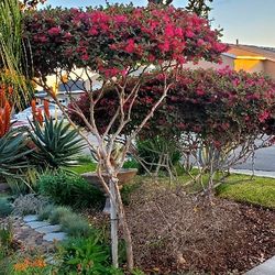 #49 Chinese Fringe Pink Flower 5gal