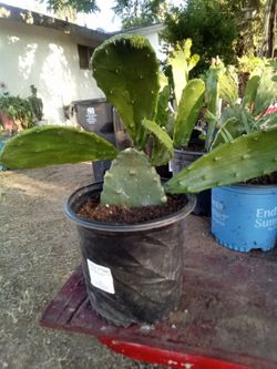 Large Blooming Prickly Pear Cactus in Pot – Rare Variety, Actively Flowering!
¡Gran Cactus Nopal