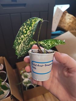 Gold Dust Dracaena