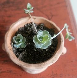 Rare succulent