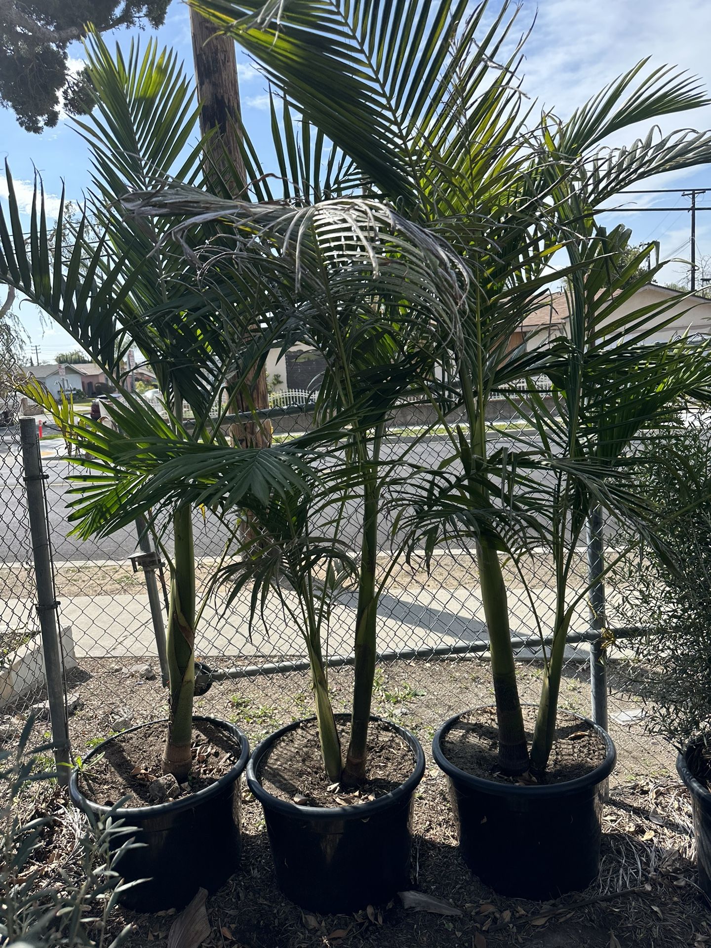 King Palm Tree for Sale in City Of Industry, CA OfferUp