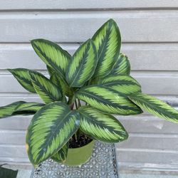 6” calathea beauty star