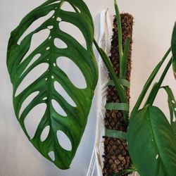 Monstera Esqueleto, Hight Quality, XLarge Leaves, 6"pot And QUALITY MOSS pole INCLUDED ! 