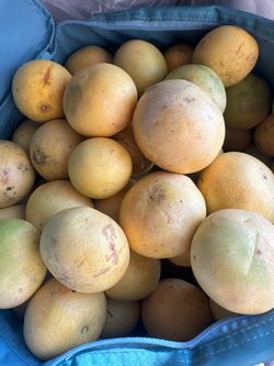 Oro blanco grapefruits
