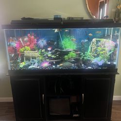 75 Gallon Fish Tank 