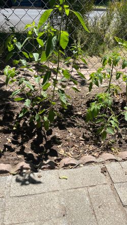 Tulsi plants, holy plant