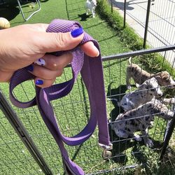 Dog Leash For Great Danes 