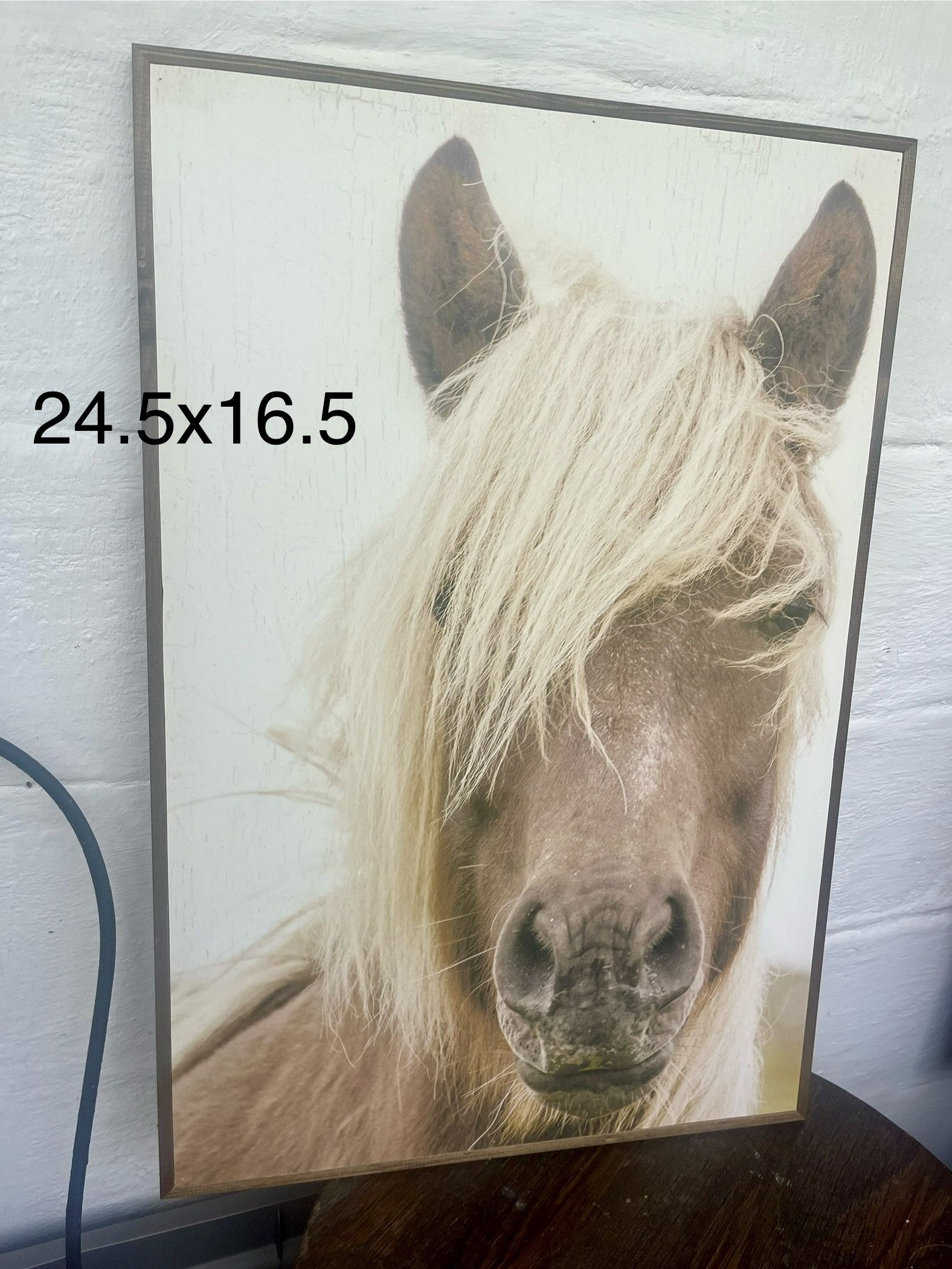 Horse Pictures