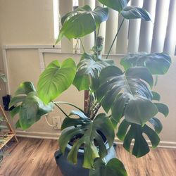 philodendron adansonii Monstera Adansonii Variegated Giant Form  Okanoka