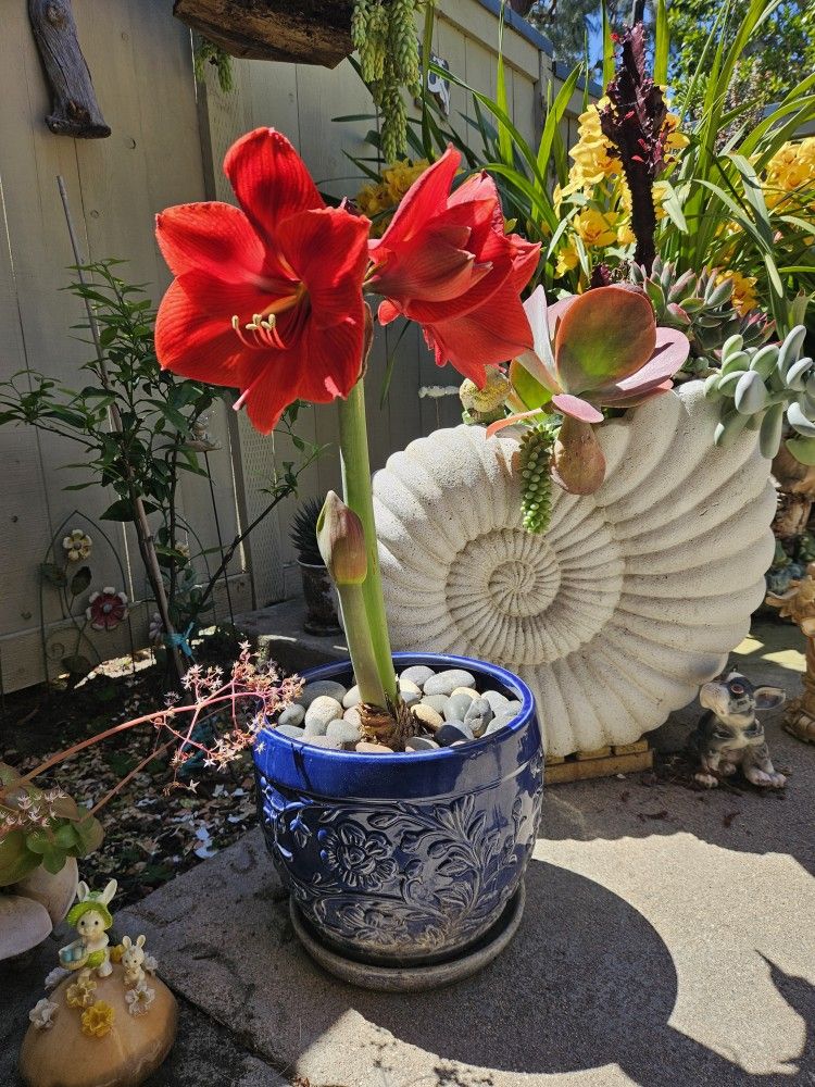 Amaryllis 5 Red flowers In The 10" Ceramic Pot